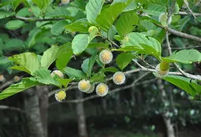 萨拉赫能重回CBA四强悬念揭晓的简单介绍